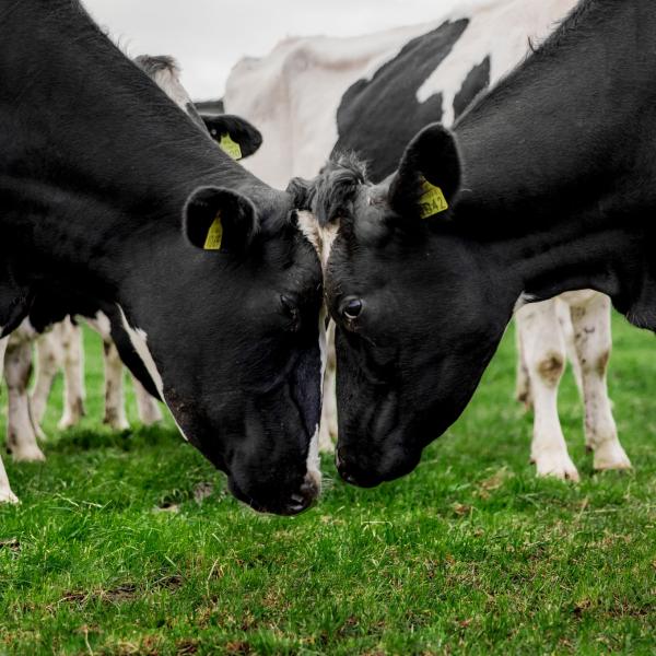 Two Truly Grass Fed Cows pressing their heads against one another