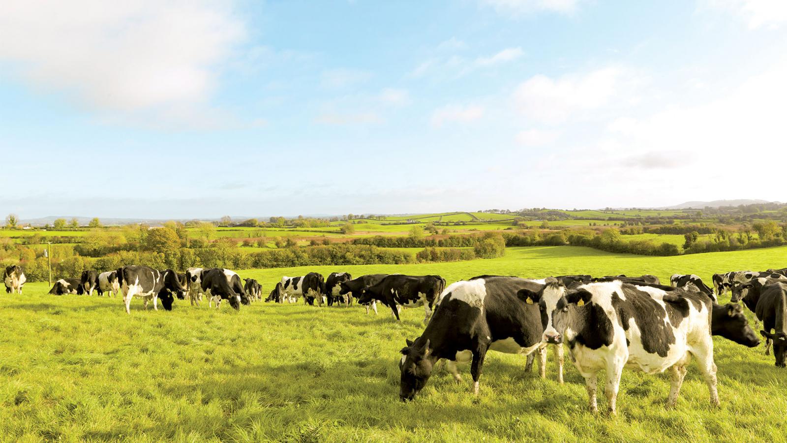 Irish cows grazing in a field