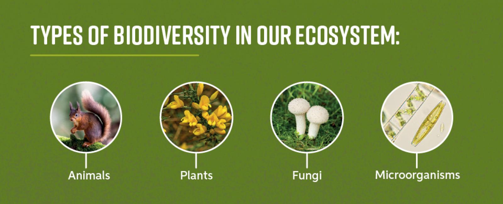 image showing tpyes of biodiversity in our ecosystem
